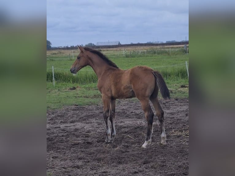 KWPN Hengst Veulen (04/2025) Bruin in Voorhout