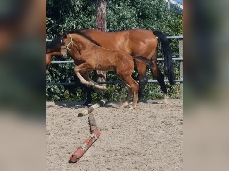 KWPN Hengst Veulen (04/2025) Bruin in Voorhout
