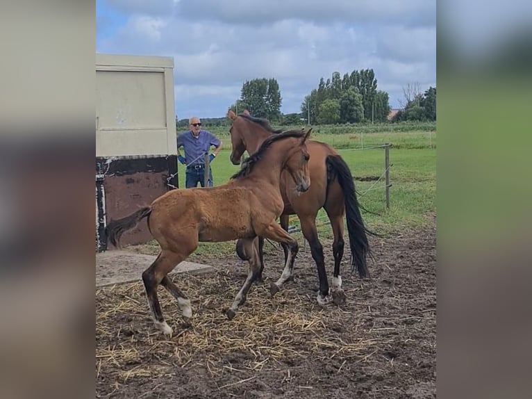 KWPN Hengst Veulen (04/2025) Bruin in Voorhout