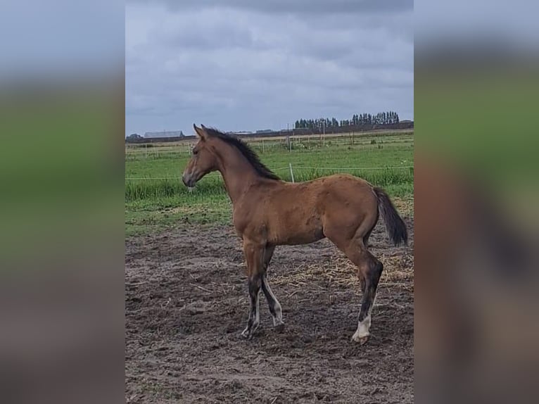 KWPN Hengst Veulen (04/2025) Bruin in Voorhout
