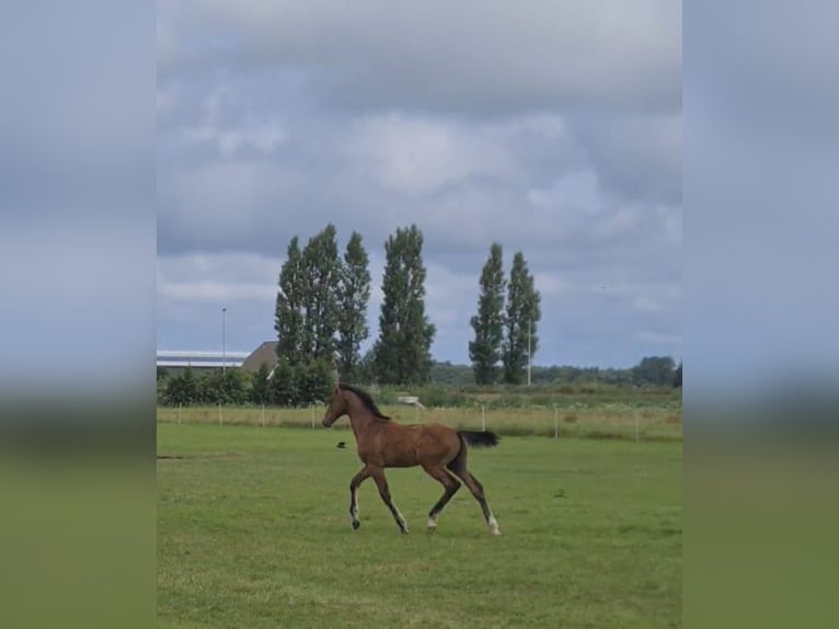 KWPN Hengst Veulen (04/2025) Bruin in Voorhout