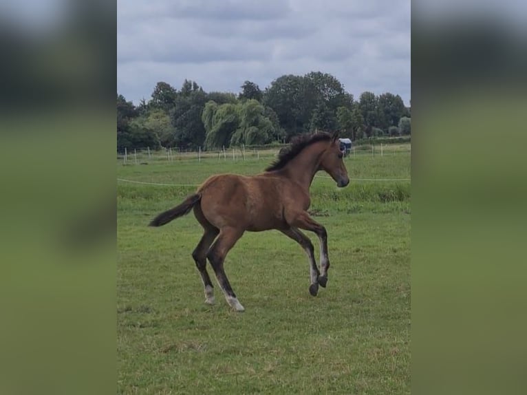 KWPN Hengst Veulen (04/2025) Bruin in Voorhout