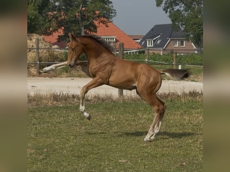KWPN Hengst Veulen (05/2026) Bruin in Wijckel