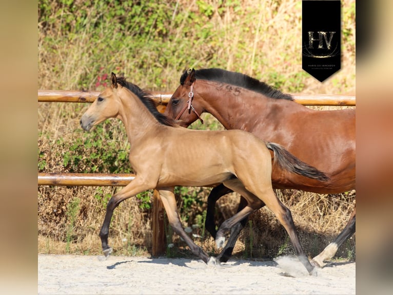 KWPN Hengst Veulen (01/2026) Buckskin in Grury