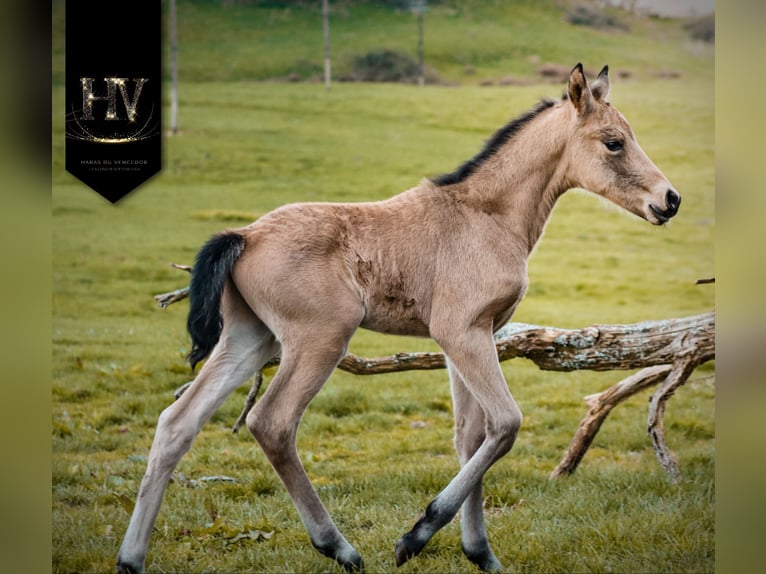 KWPN Hengst Veulen (01/2026) Buckskin in Grury