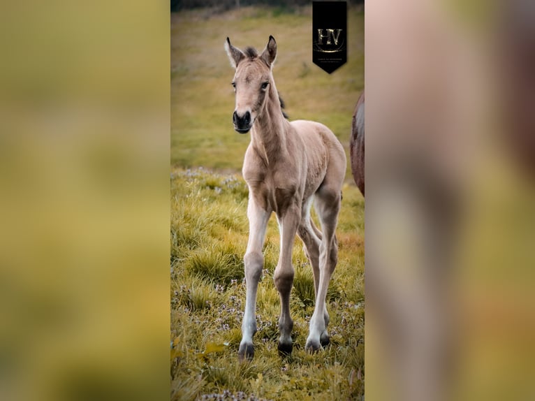 KWPN Hengst Veulen (01/2026) Buckskin in Grury
