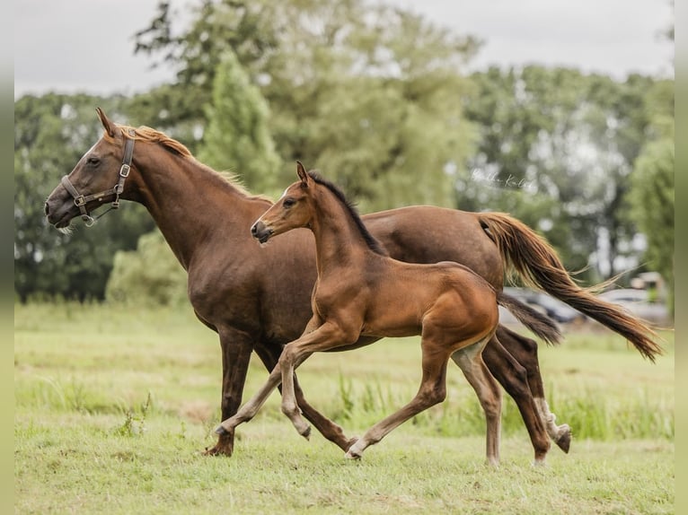 KWPN Hengst veulen (06/2024) Donkerbruin in Alphen aan den Rijn