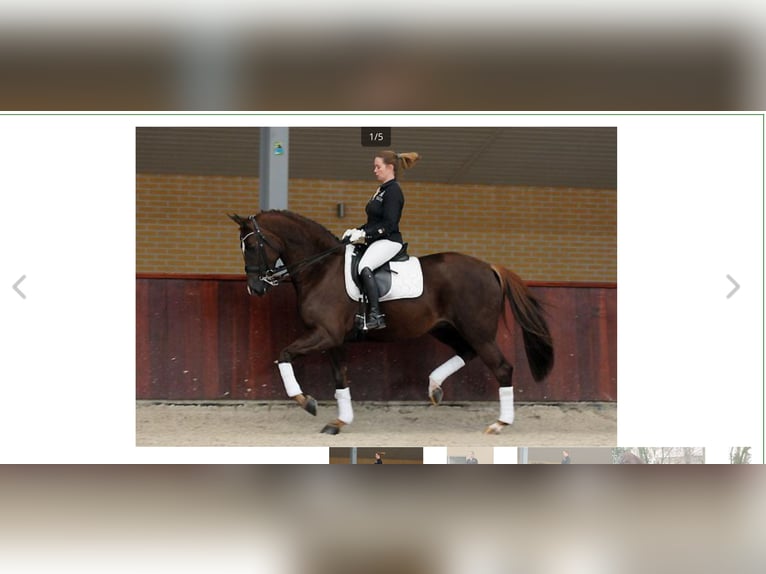 KWPN Hengst veulen (06/2024) Donkerbruin in Alphen aan den Rijn