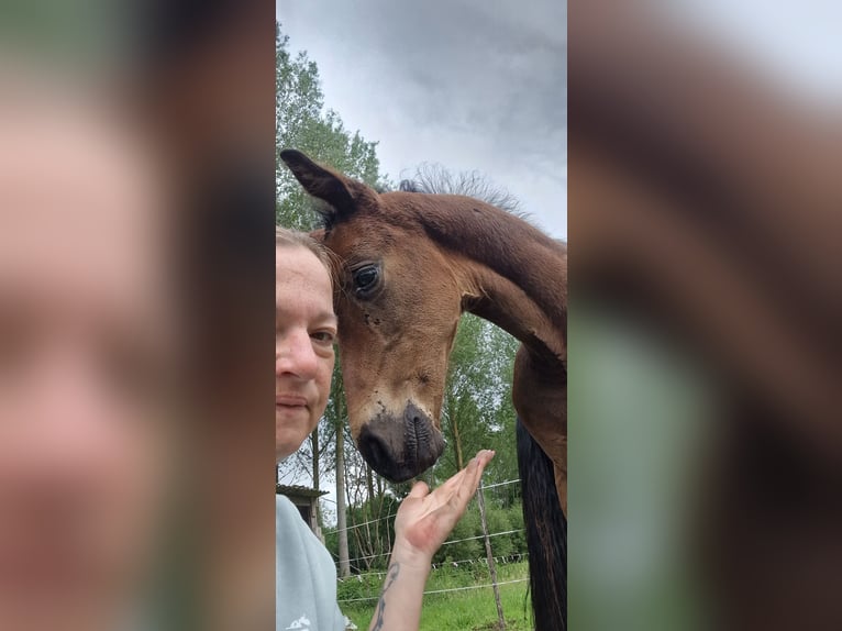 KWPN Hengst  Donkerbruin in Bornem