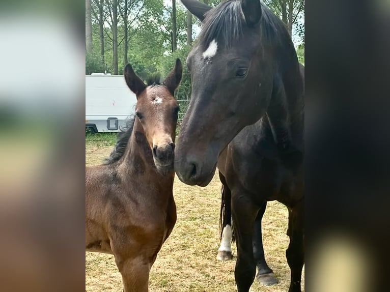 KWPN Hengst  Donkerbruin in Bornem