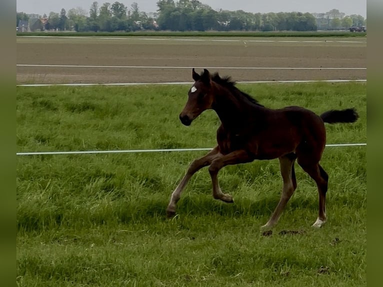 KWPN Hengst Veulen (03/2026) Donkerbruin in Dronten