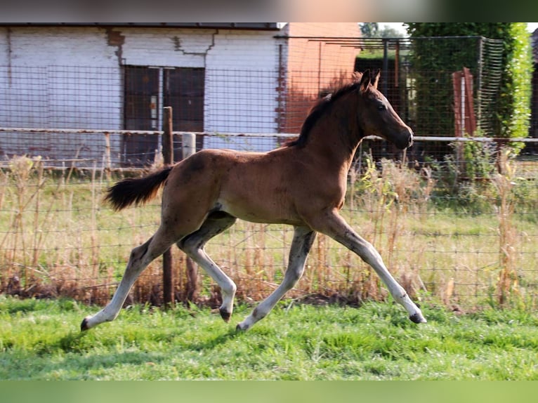 KWPN Hengst  Donkerbruin in DESTELBERGEN