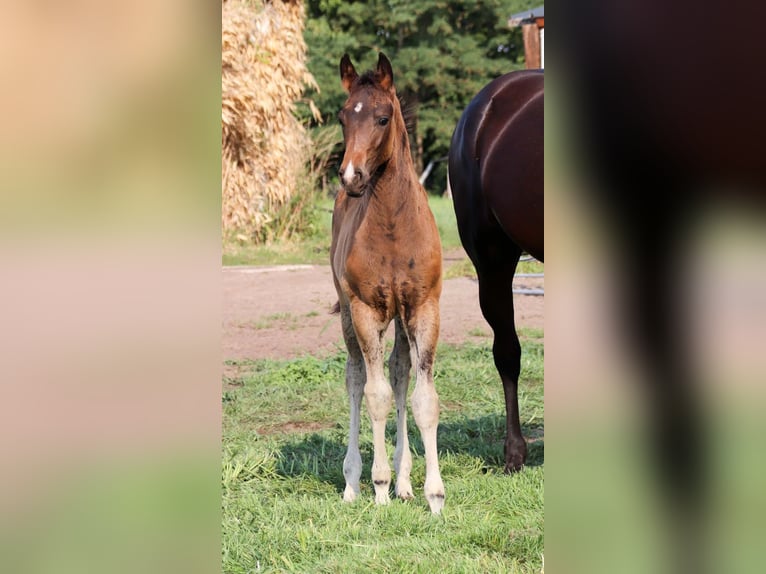 KWPN Hengst  Donkerbruin in DESTELBERGEN