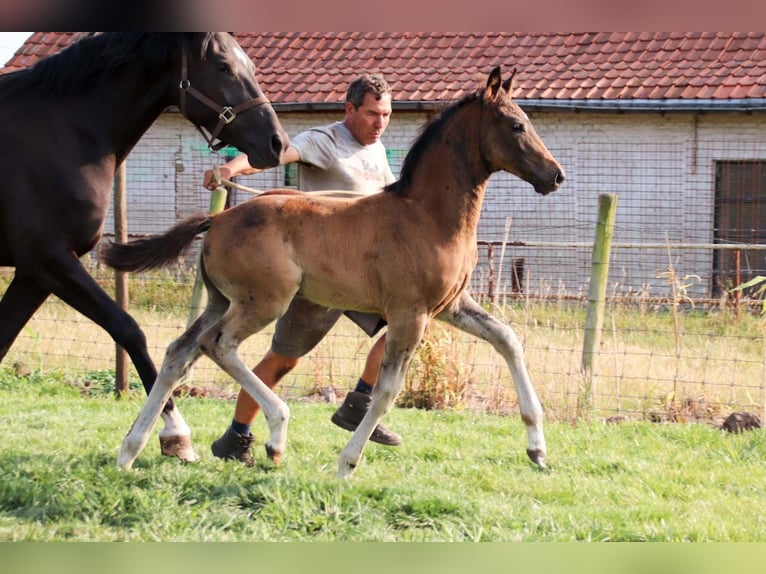 KWPN Hengst  Donkerbruin in DESTELBERGEN