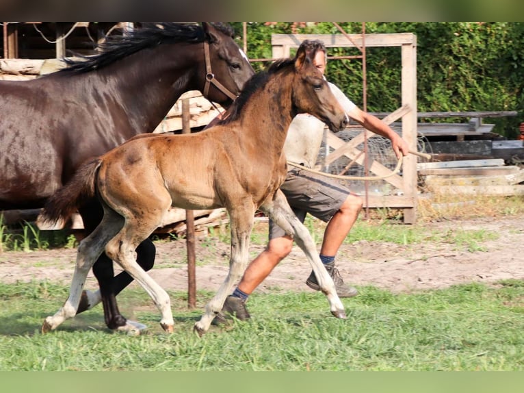 KWPN Hengst  Donkerbruin in DESTELBERGEN