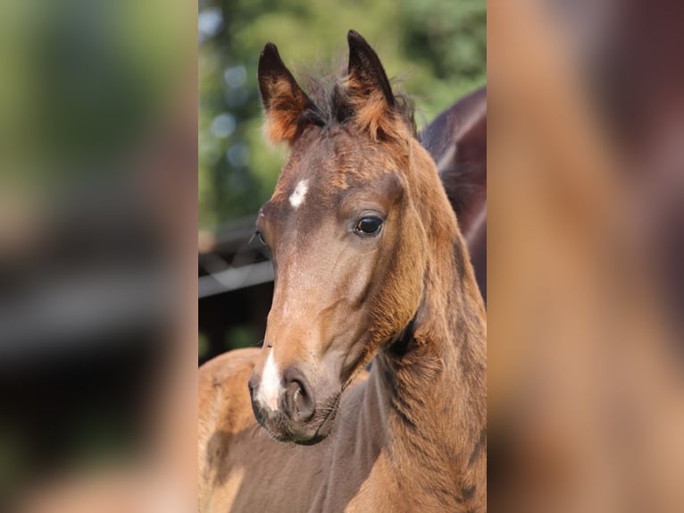 KWPN Hengst  Donkerbruin in DESTELBERGEN