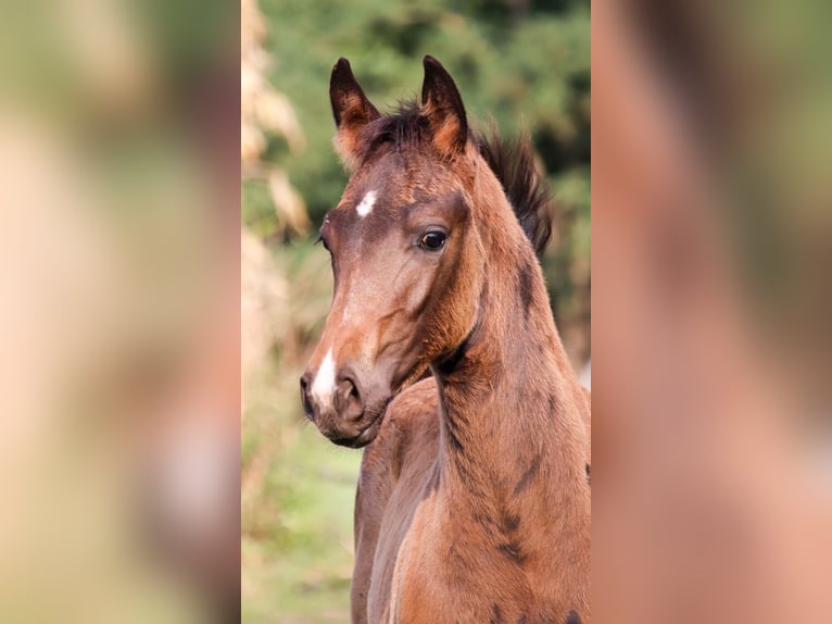 KWPN Hengst  Donkerbruin in DESTELBERGEN