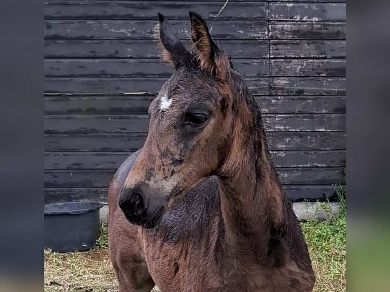 KWPN Hengst  Donkerbruin in Muiderberg