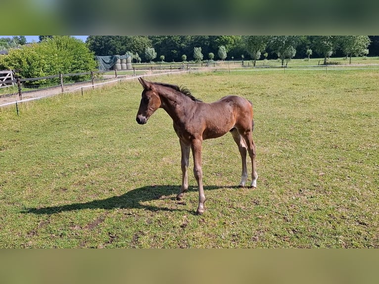 KWPN Hengst  Donkerbruin in Muiderberg
