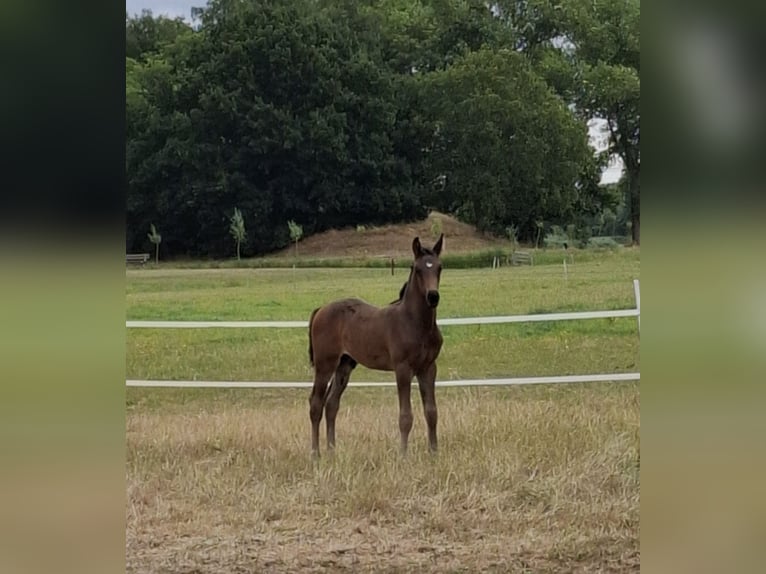 KWPN Hengst  Donkerbruin in Muiderberg