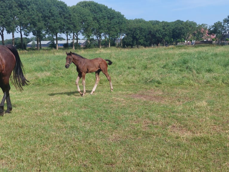 KWPN Hengst Veulen (05/2026) Donkerbruin in Nuland