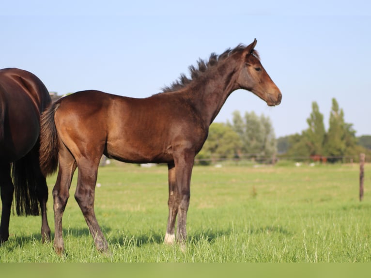 KWPN Hengst veulen (04/2024) Donkerbruin in GROTE-BROGEL