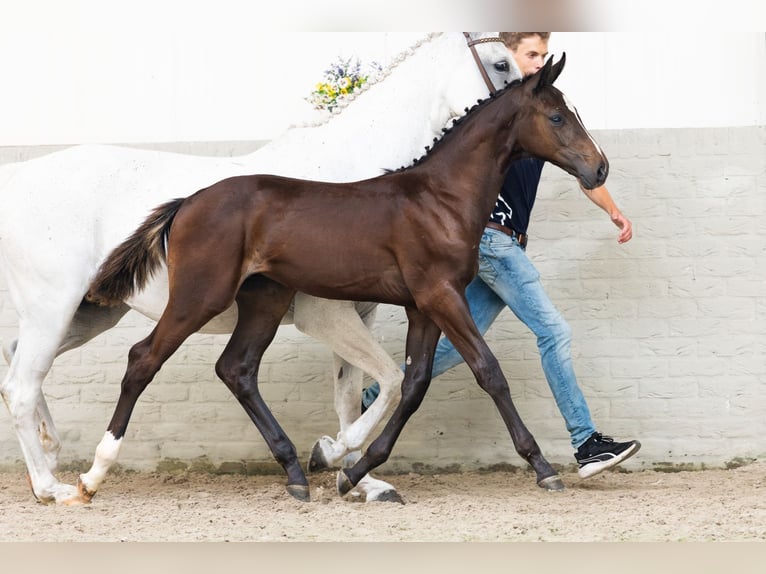 KWPN Hengst Veulen (04/2026) Donkerbruin in Heerde