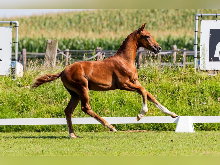 KWPN Hengst veulen (04/2024) Donkere-vos in Den Hout