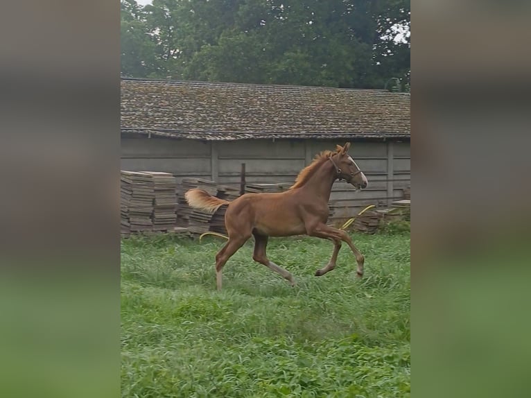 KWPN Hengst Veulen (04/2025) Donkere-vos in Egchel