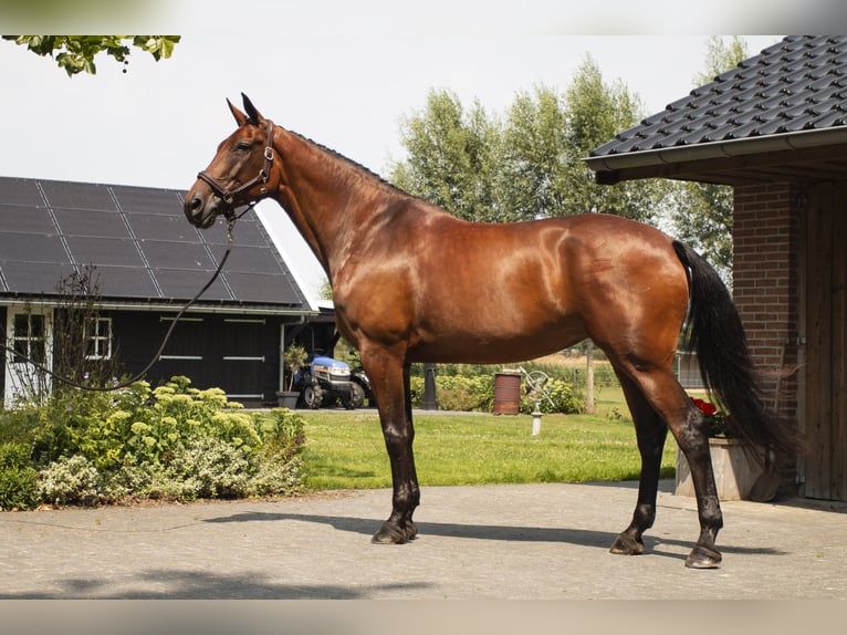 KWPN Hengst Veulen (05/2025) Donkere-vos in Scharmer