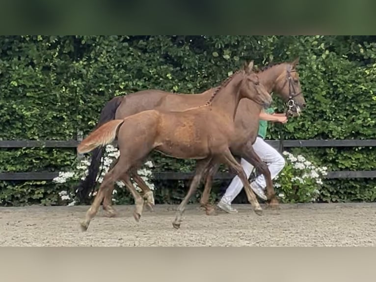 KWPN Hengst Veulen (03/2025) Donkere-vos in Feanw&#xE2;lden