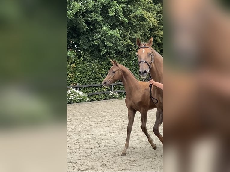 KWPN Hengst Veulen (03/2025) Donkere-vos in Feanw&#xE2;lden