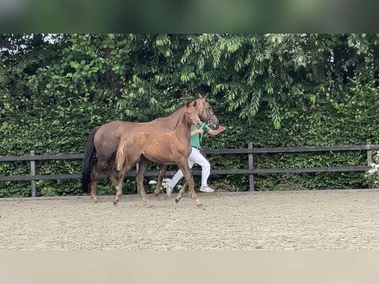 KWPN Hengst Veulen (03/2025) Donkere-vos in Feanw&#xE2;lden