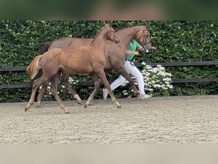 KWPN Hengst Veulen (03/2025) Donkere-vos in Feanw&#xE2;lden