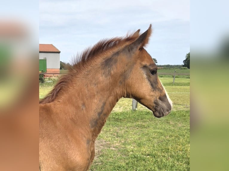 KWPN Hengst Veulen (04/2026) Donkere-vos in Laar