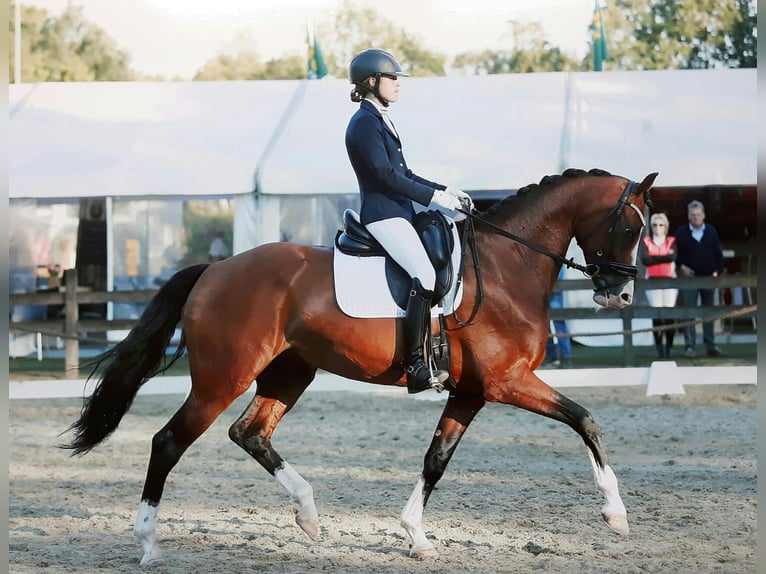 KWPN Hengst Veulen (04/2026) Donkere-vos in Laar
