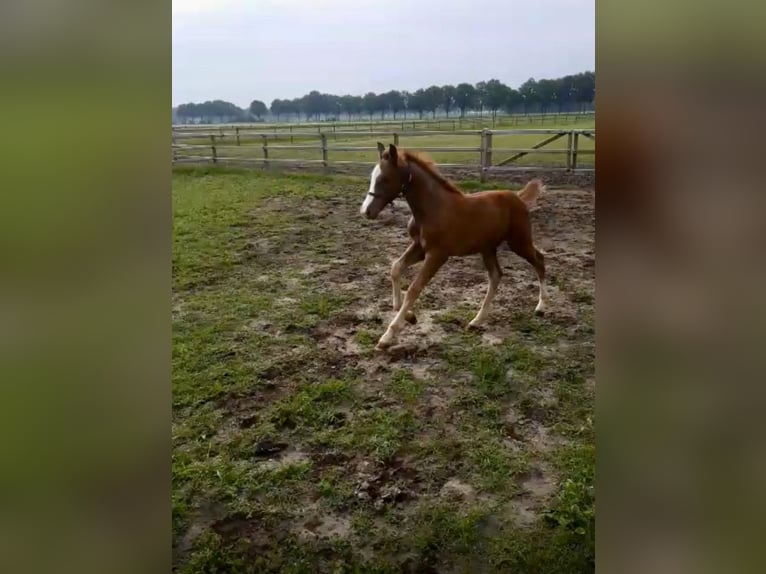 KWPN Hengst Veulen (03/2025) Donkere-vos in Meijel