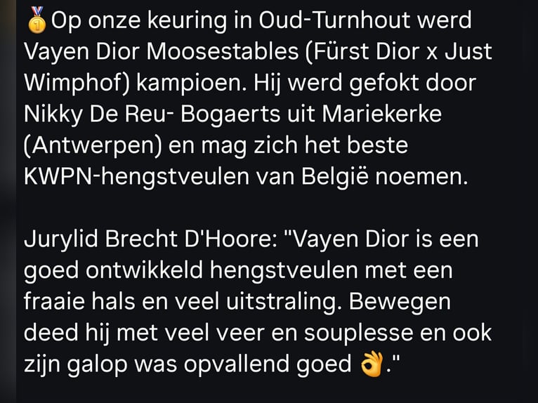 KWPN Hengst Veulen (05/2025) in Bornem