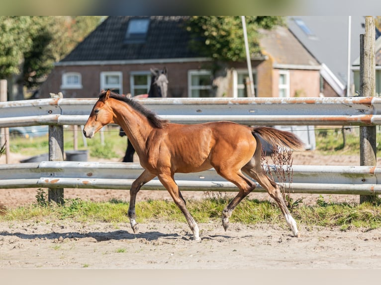 KWPN Hengst veulen (05/2024) Lichtbruin in Tytsjerk