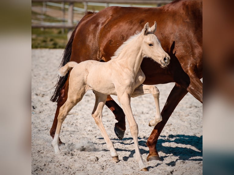 KWPN Hengst Veulen (01/2026) Palomino in Grury