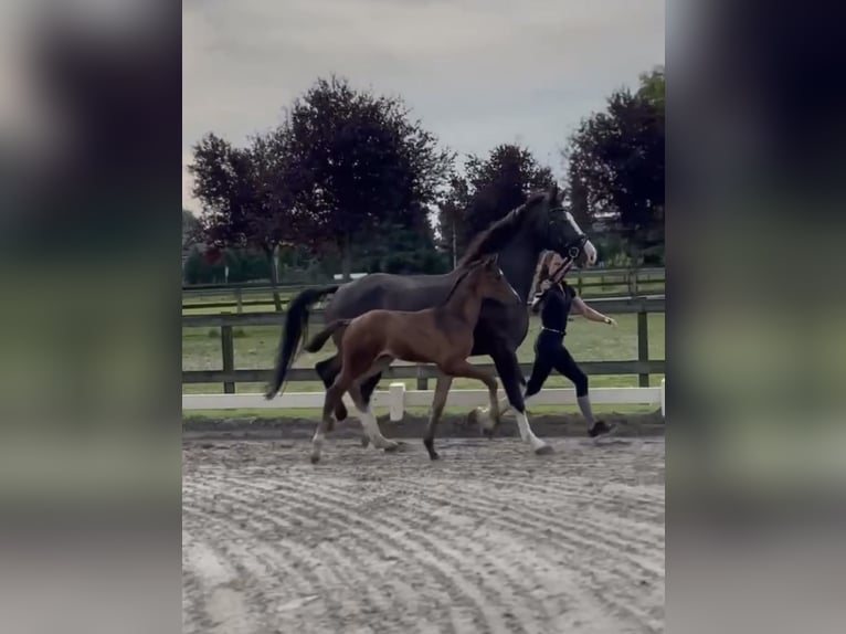 KWPN Hengst veulen (06/2024) Roodbruin in Dreumel