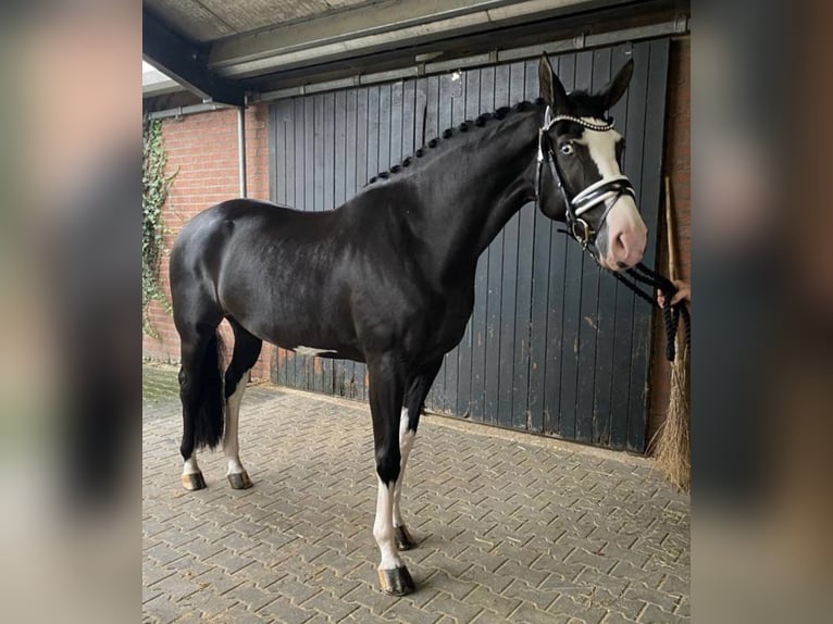 KWPN Hengst veulen (06/2024) Roodbruin in Dreumel