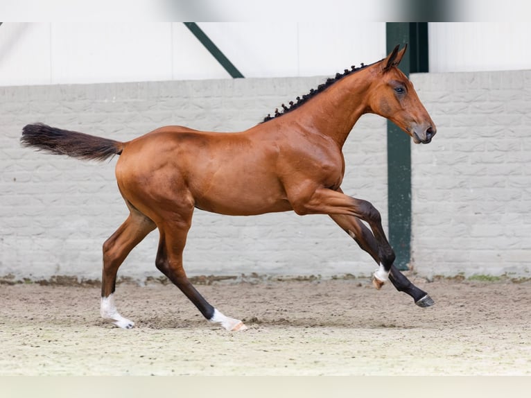 KWPN Hengst Veulen (02/2026) Roodbruin in Heerde