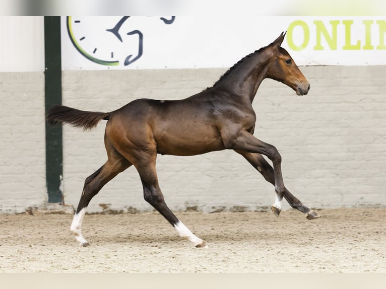 KWPN Hengst Veulen (06/2025) in Heerde