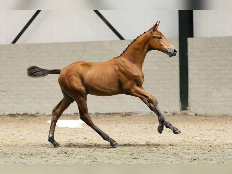 KWPN Hengst Veulen (06/2025) in Heerde