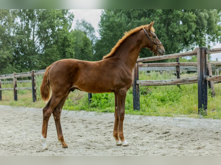 KWPN Hengst Veulen (05/2025) Vos in Udenhout