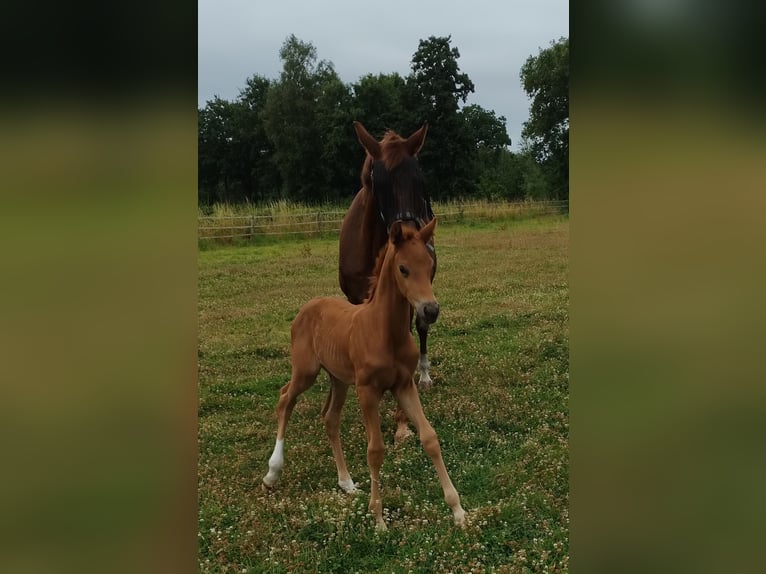 KWPN Hengst  Vos in Zeeland