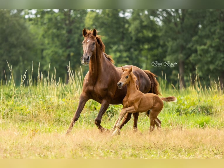 KWPN Hengst  Vos in Zeeland