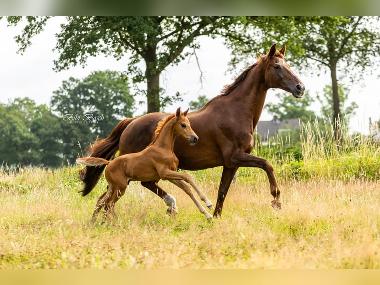 KWPN Hengst  Vos in Zeeland