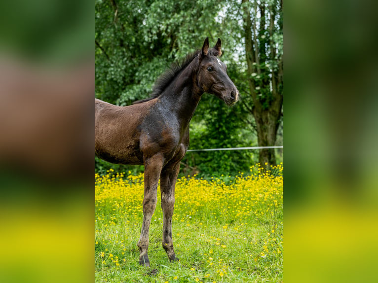 KWPN Hengst veulen (02/2024) Zwart in Alphen aan den rijn